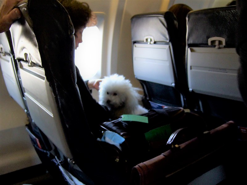little dog in an airplane